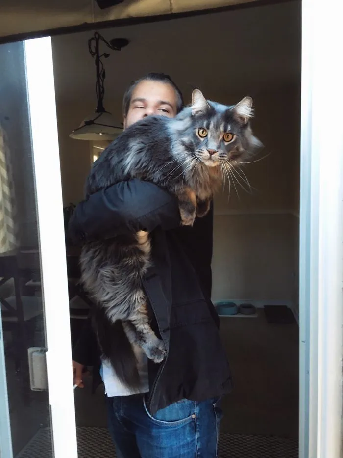Person holding a large Maine Coon cat with long fur and bright eyes inside a home near a sliding glass door.