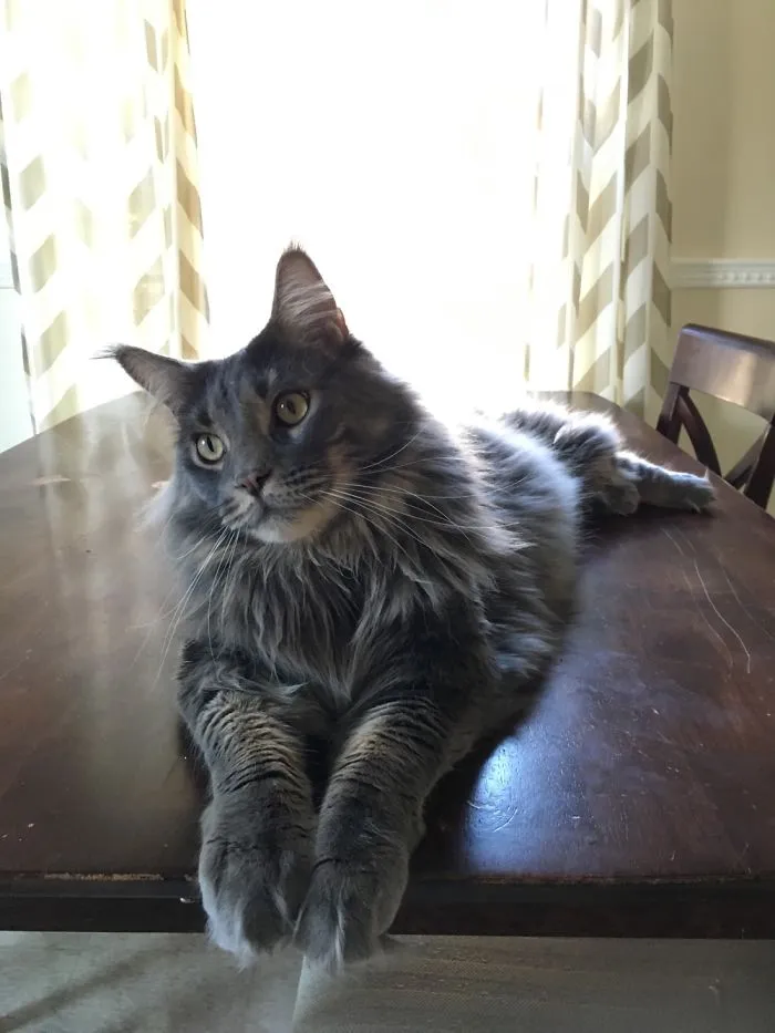 A large Maine Coon cat with a fluffy coat relaxes on a wooden table.