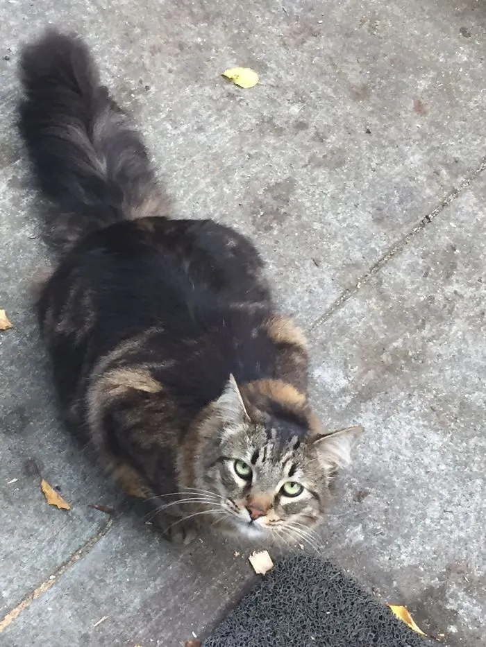 Fluffy Maine Coon cat with green eyes and thick tail sitting on outdoor concrete ground near a doormat