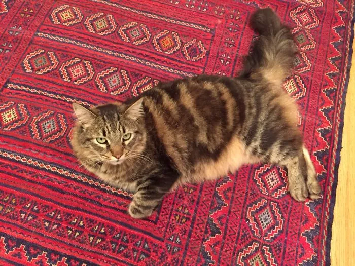 Maine Coon cat with thick fur lying on a red patterned rug, showcasing its large size and soft character.