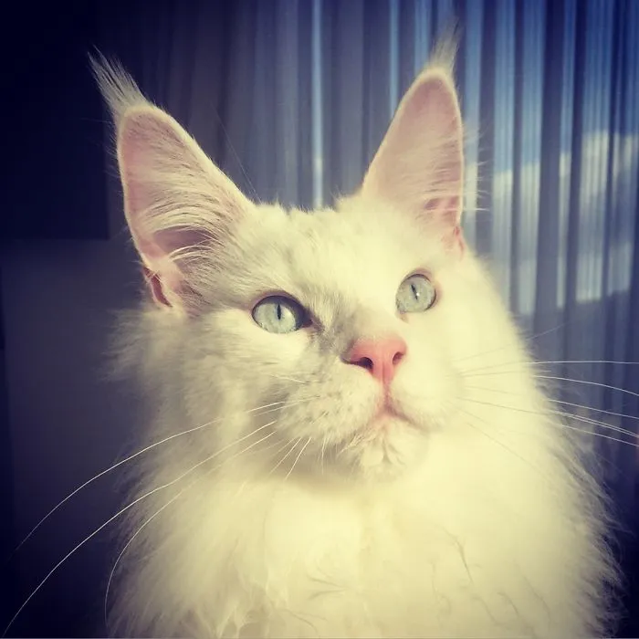 Close-up of a white Maine Coon cat with pale blue eyes and fluffy fur, showcasing its gentle and soft character.
