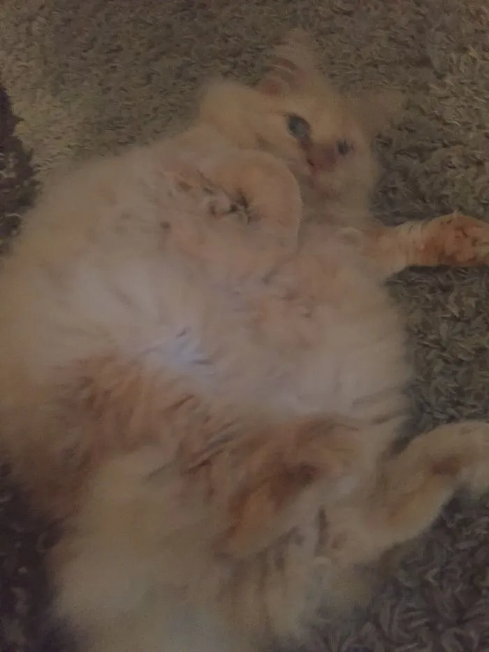Fluffy Maine Coon cat lying on a carpet, showcasing its large size and soft, dense fur.