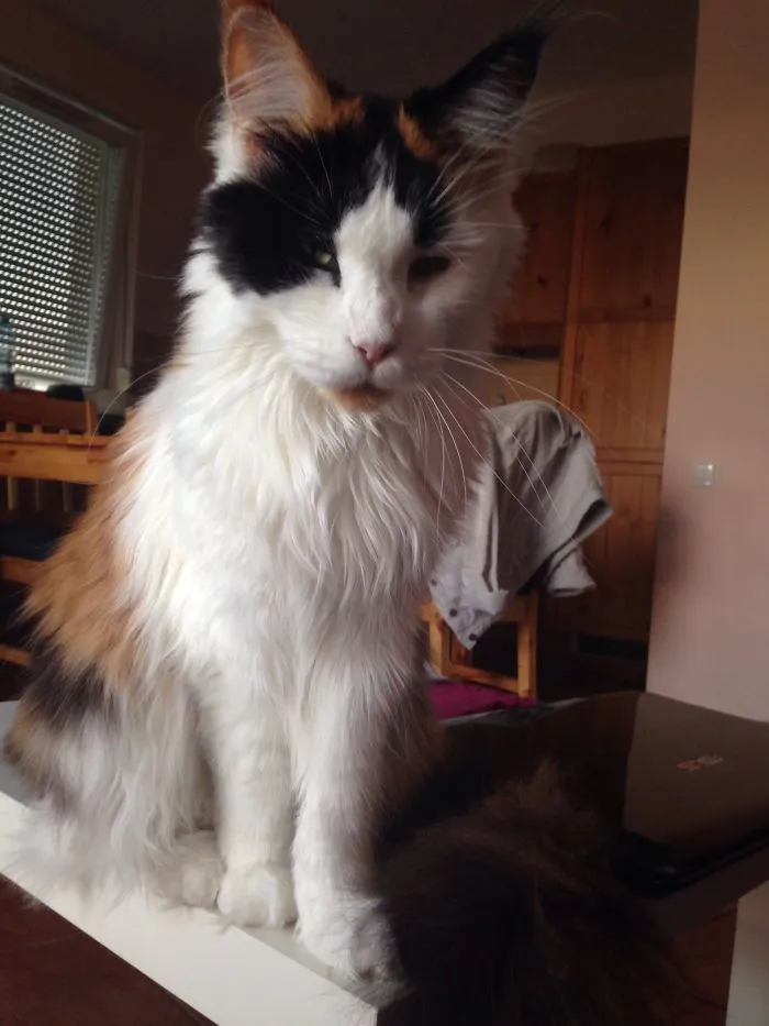 Maine Coon cat with long fluffy fur sitting on a white surface in a cozy room with wooden furniture.