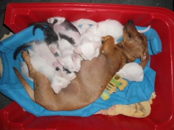 She Adopted These Balls Of Fur, And Even Had Milk After Only 24 Hours!