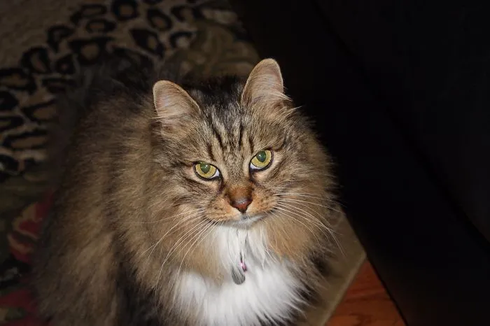 Maine Coon cat with long fur and green eyes sitting indoors on a patterned rug near furniture.