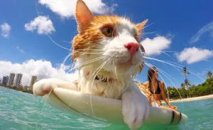 Adventure Cats Hike, Camp, Surf And Climb