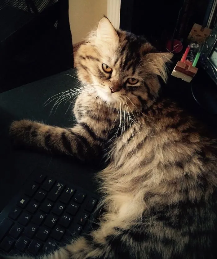 Maine Coon cat lounging on a keyboard, showing its fluffy fur and relaxed demeanor.