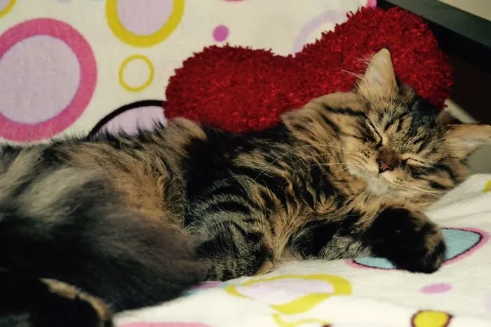 Sleeping Maine Coon cat on a colorful blanket with a soft character.