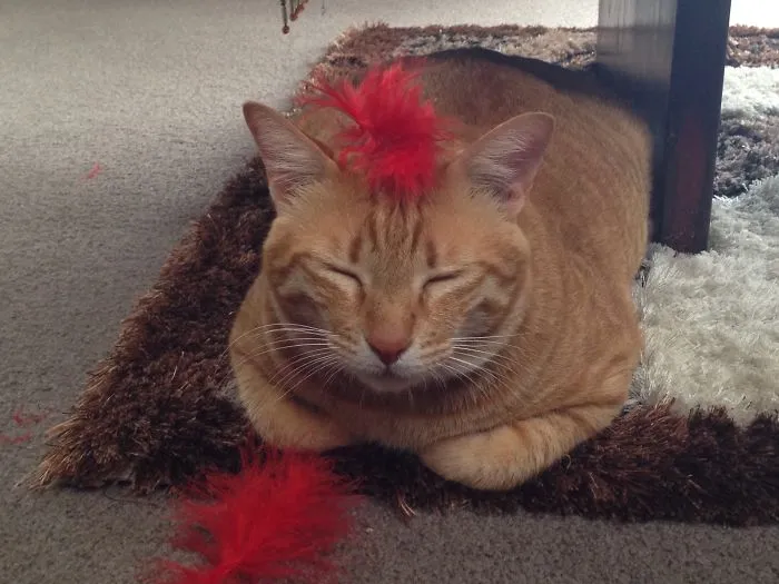 161 Cats Who Immediately Regretted Their Poor Life Choices