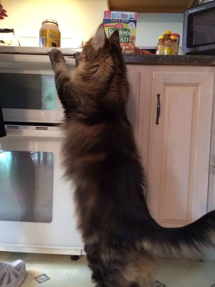 Maine Coon cat standing on hind legs reaching for food on kitchen counter.