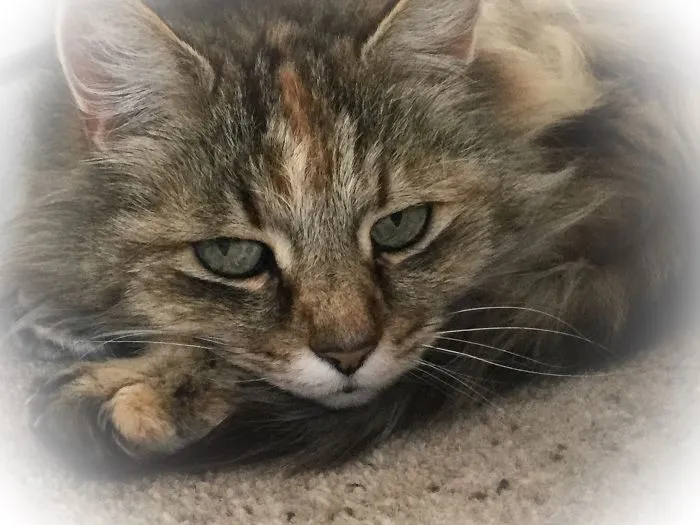 Close-up of a Maine Coon cat with soft fur and gentle eyes resting on a carpeted floor.