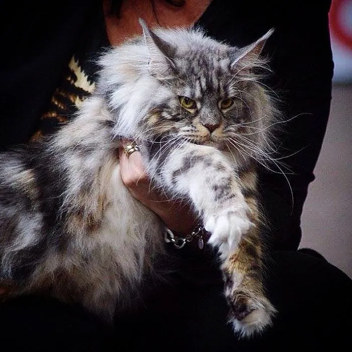A large Maine Coon cat with fluffy fur and tufted ears being held gently by a person in a dark outfit.