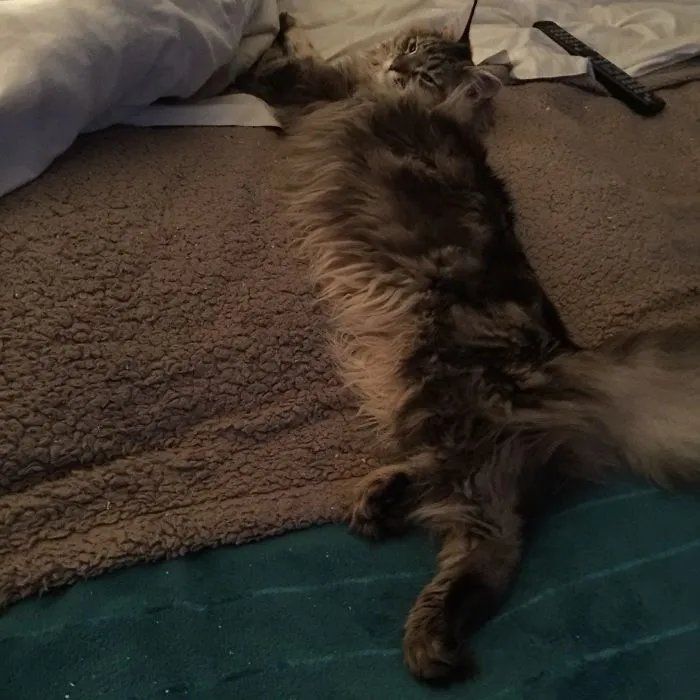 Maine Coon cat with long fluffy fur stretched out comfortably on a bed with remote nearby