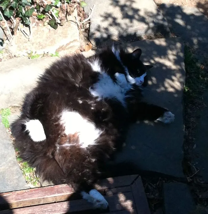 Fluffy Maine Coon cat lying on stone patio, showcasing its large size and soft fur in natural sunlight.