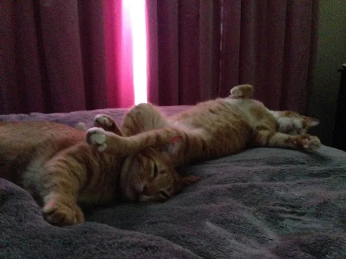 150 Cats Who Immediately Regretted Their Poor Life Choices