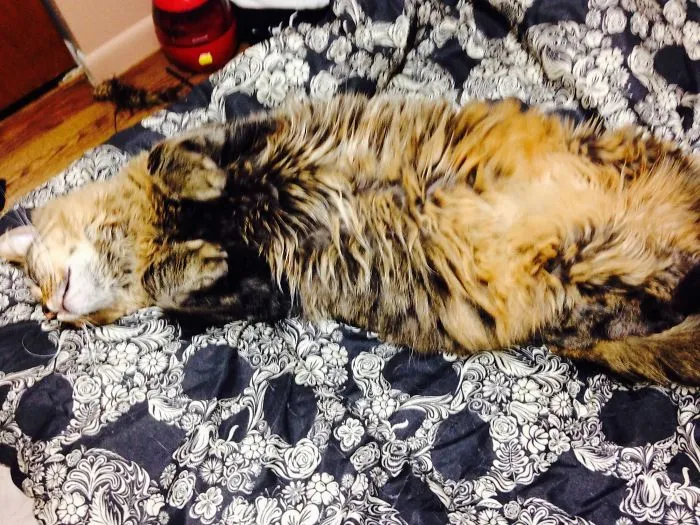 Fluffy Maine Coon cat lying on its back on a patterned black and white bedspread, showing soft fur.