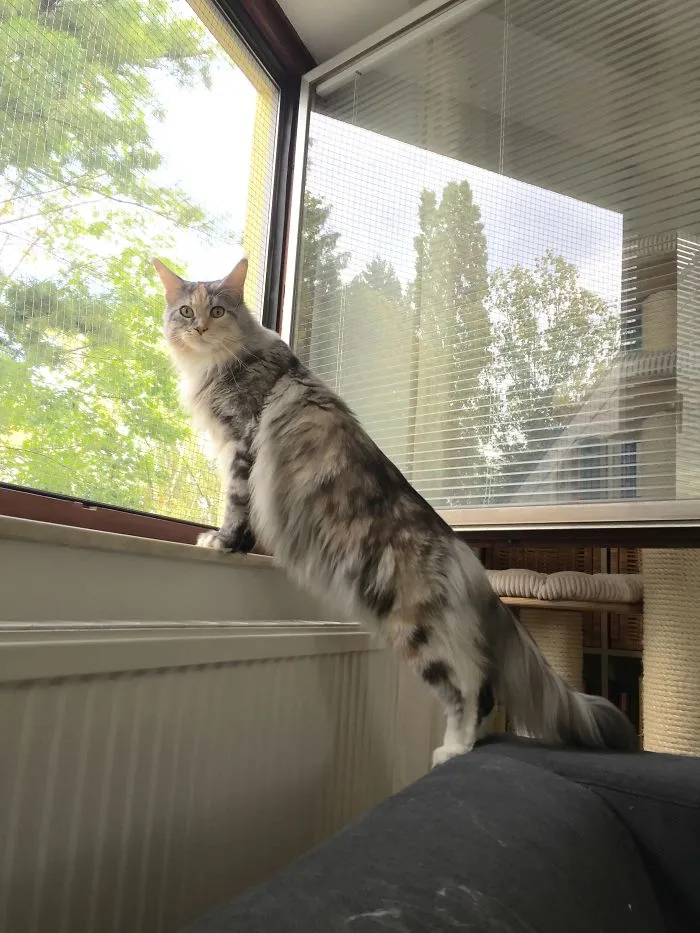 Maine Coon cat standing on a windowsill looking outside, showing its large size and soft, fluffy fur.