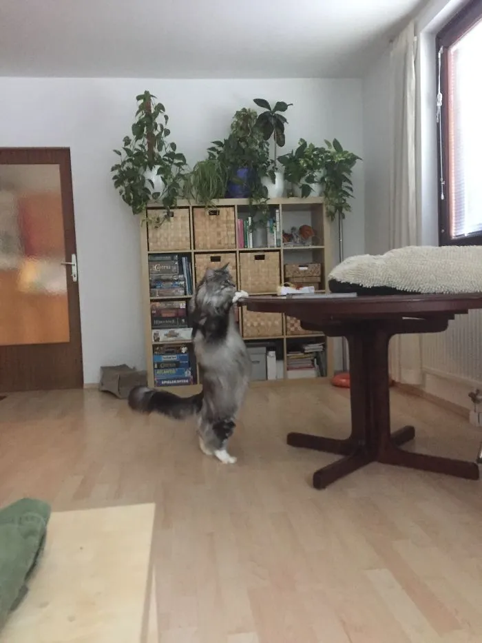 Maine Coon cat standing on hind legs in a bright living room with plants and wooden furniture.