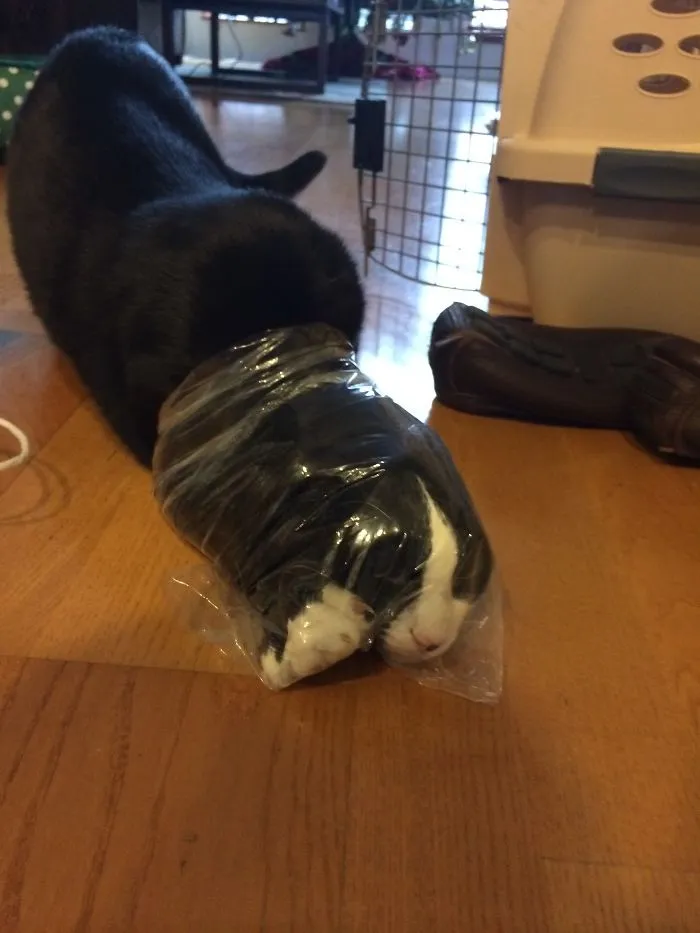 161 Cats Who Immediately Regretted Their Poor Life Choices