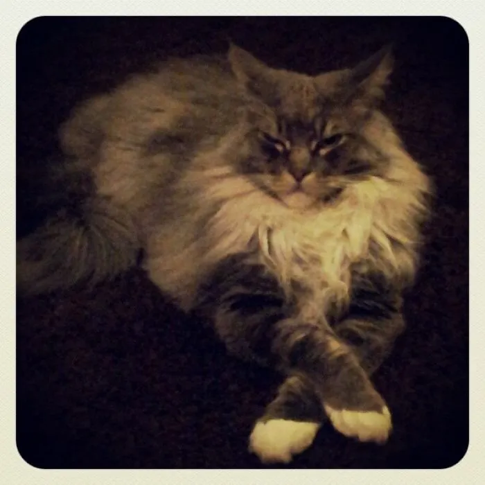 Maine Coon cat with long fur and large size lying down with paws crossed on a dark surface.