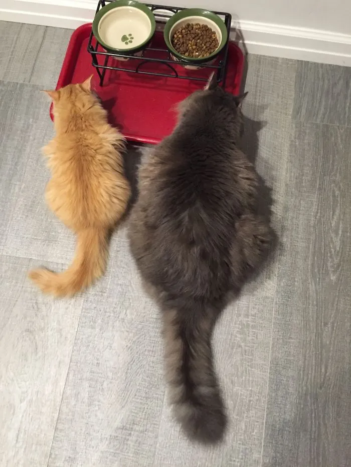 Two Maine Coon cats of different sizes eating near food bowls on a gray wooden floor, showcasing giant kitties.