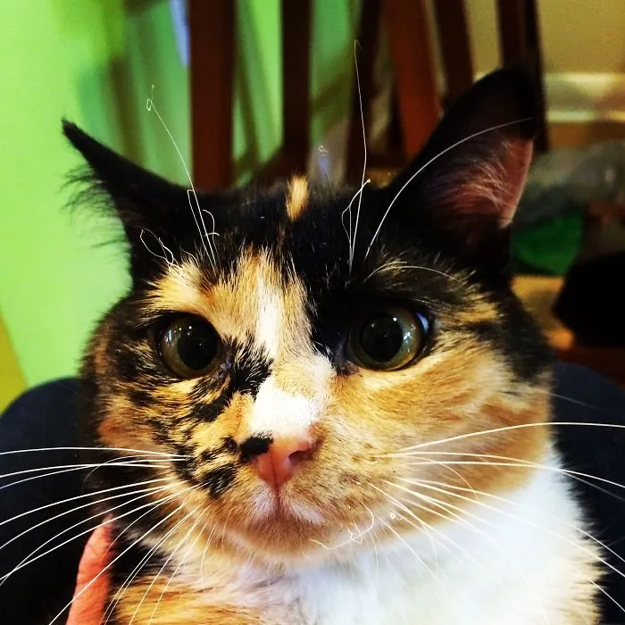 161 Cats Who Immediately Regretted Their Poor Life Choices