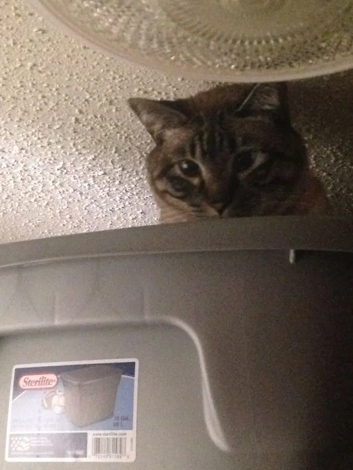 150 Cats Who Immediately Regretted Their Poor Life Choices