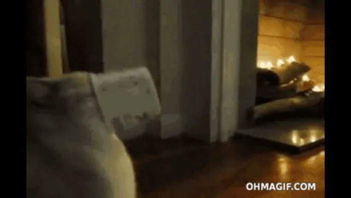 150 Cats Who Immediately Regretted Their Poor Life Choices