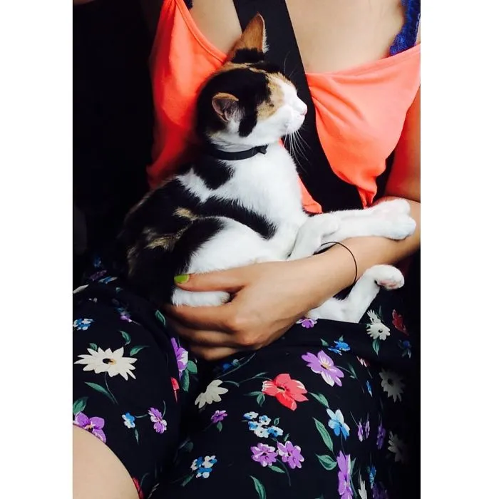 A cat resting on a person's lap, wearing a colorful floral dress.