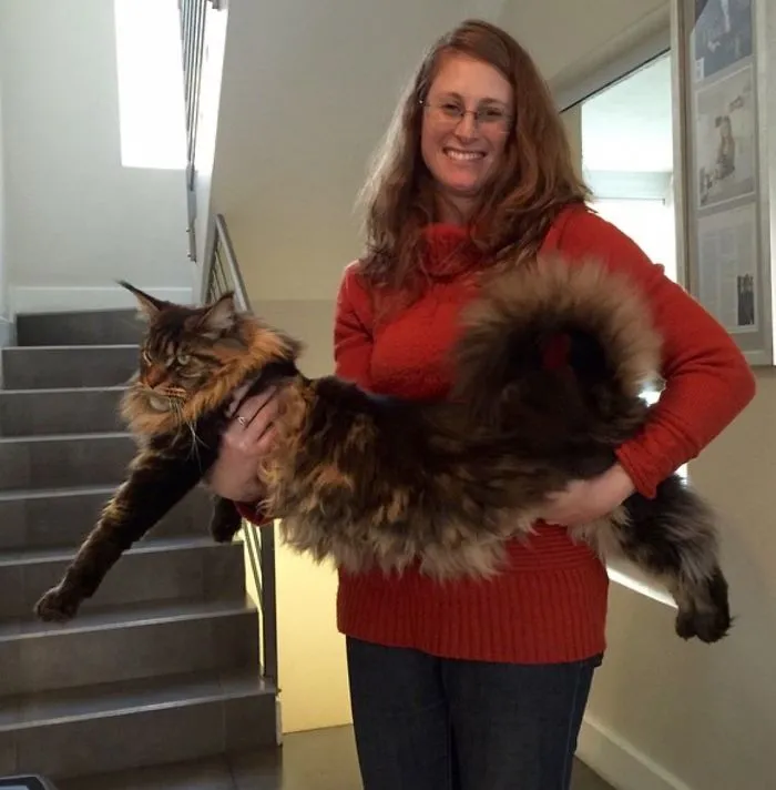 Woman in a red sweater holding a large Maine Coon cat with fluffy fur and bushy tail indoors by a staircase