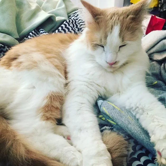 Maine Coon cat with fluffy fur resting peacefully on a cozy blanket showcasing its gentle and soft character.