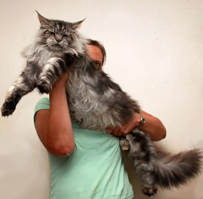 Person holding a large Maine Coon cat, showcasing the breed’s giant size and soft, fluffy fur.