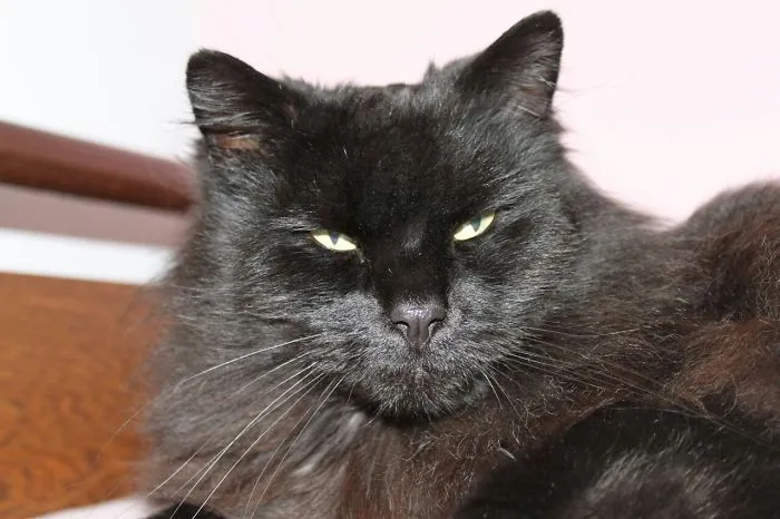 Black Maine Coon cat with long fur and yellow eyes resting indoors on a wooden surface against a light background