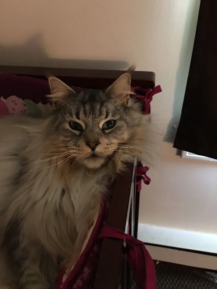 Maine Coon cat lounging in a cozy spot, showcasing its soft fur and gentle expression.