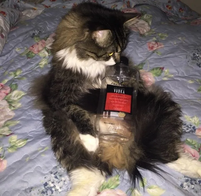 150 Cats Who Immediately Regretted Their Poor Life Choices