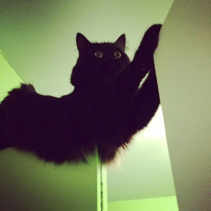 150 Cats Who Immediately Regretted Their Poor Life Choices