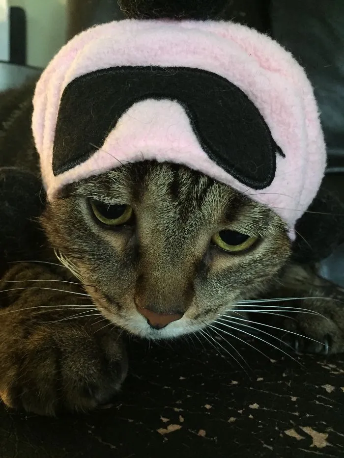 150 Cats Who Immediately Regretted Their Poor Life Choices