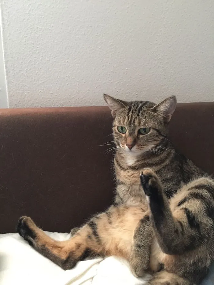 150 Cats Who Immediately Regretted Their Poor Life Choices