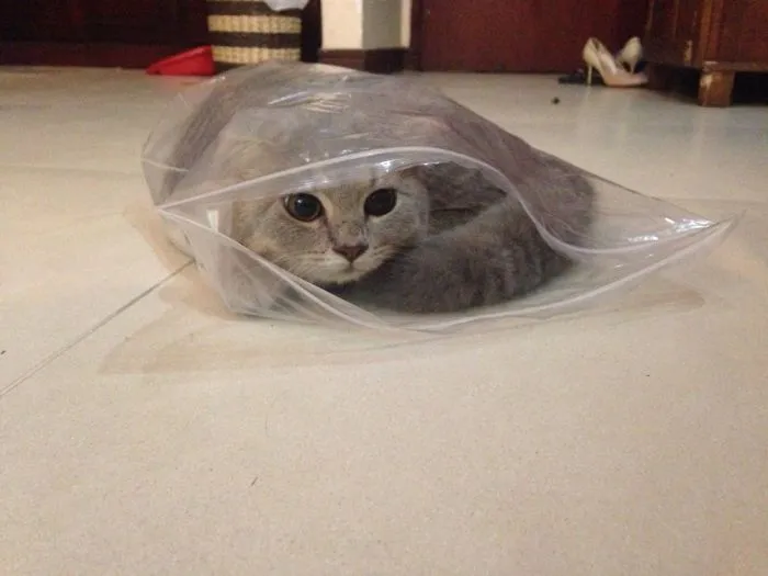 If I Fit I Sit