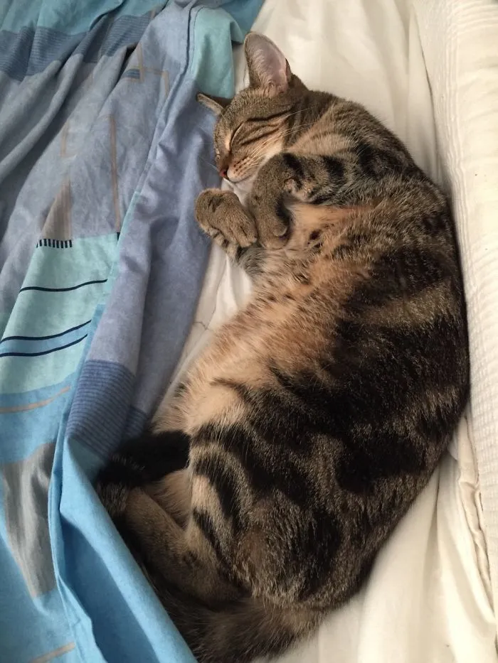 150 Cats Who Immediately Regretted Their Poor Life Choices