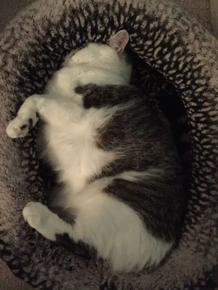 150 Cats Who Immediately Regretted Their Poor Life Choices