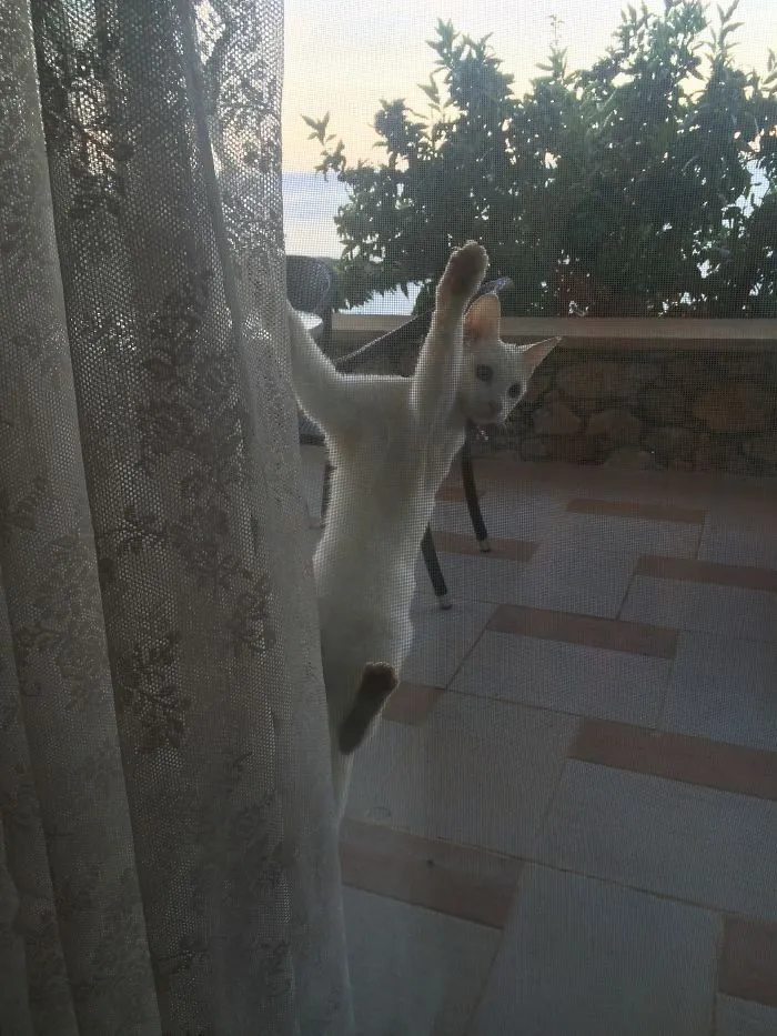 150 Cats Who Immediately Regretted Their Poor Life Choices