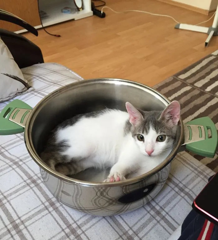 150 Cats Who Immediately Regretted Their Poor Life Choices