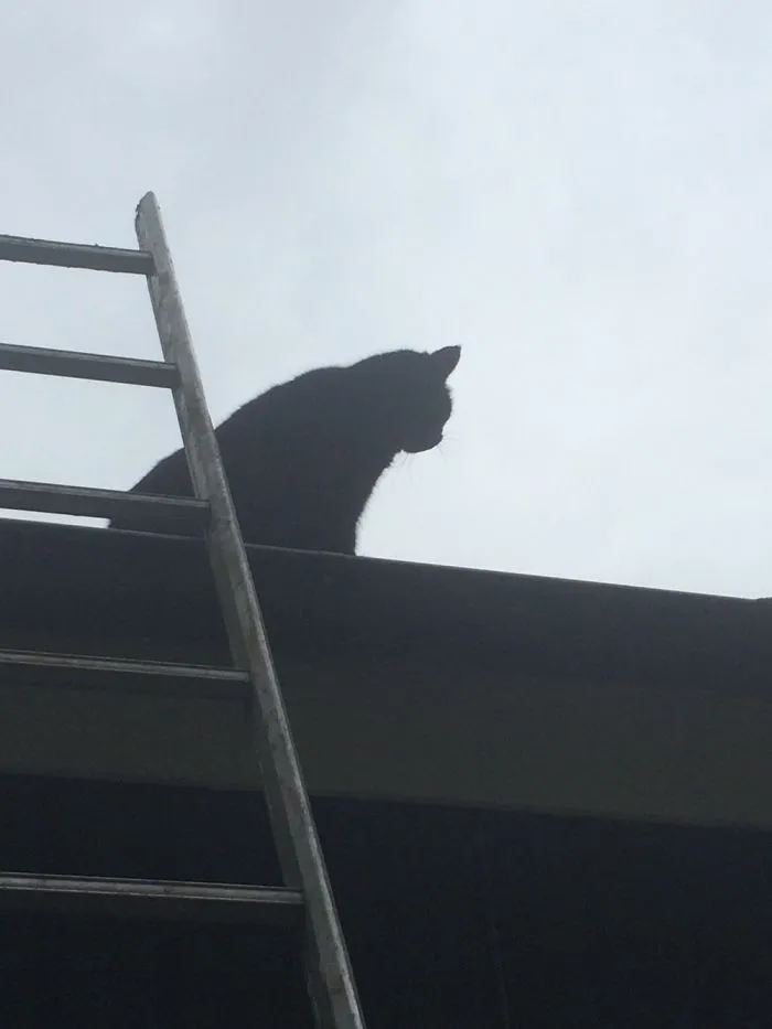 150 Cats Who Immediately Regretted Their Poor Life Choices
