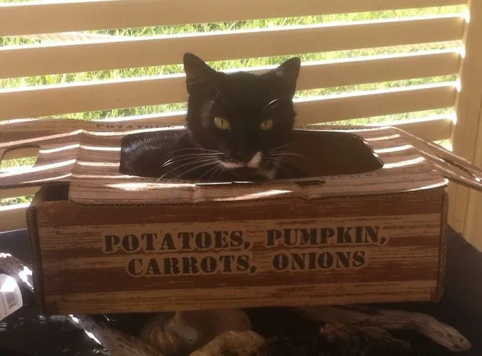 150 Cats Who Immediately Regretted Their Poor Life Choices