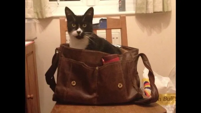 150 Cats Who Immediately Regretted Their Poor Life Choices