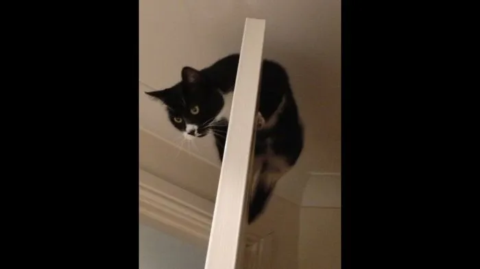 150 Cats Who Immediately Regretted Their Poor Life Choices