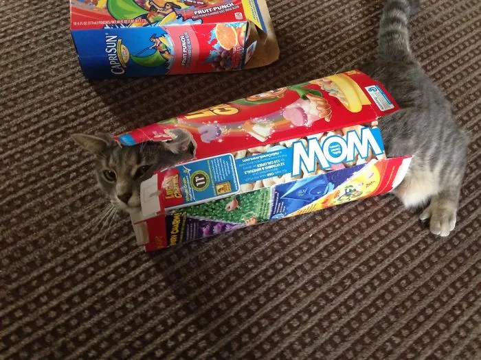 150 Cats Who Immediately Regretted Their Poor Life Choices