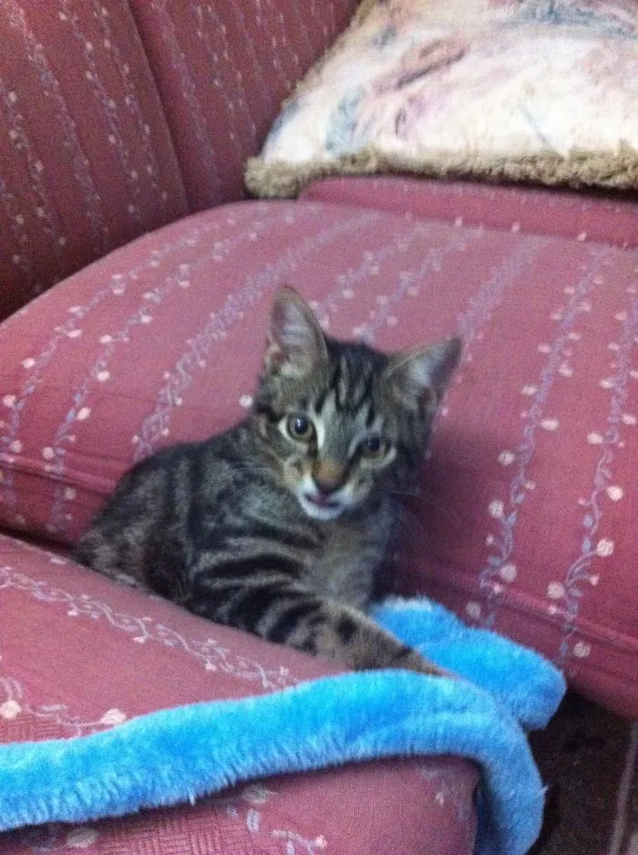 150 Cats Who Immediately Regretted Their Poor Life Choices