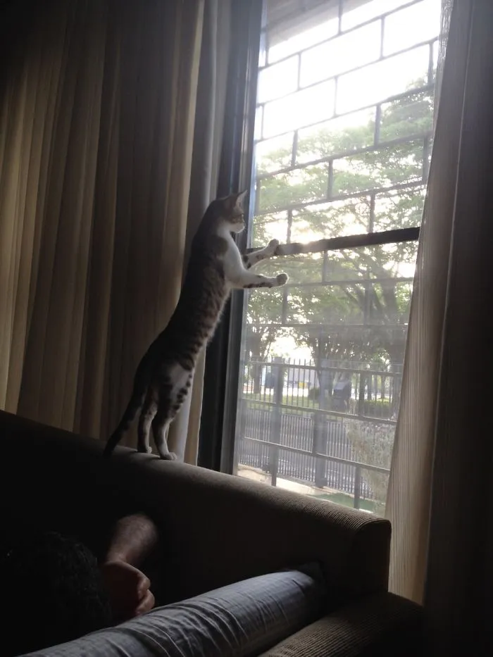 150 Cats Who Immediately Regretted Their Poor Life Choices